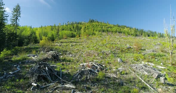 Cut Down Forest Regrowth Forestry Logging Industry Environmental Destruction Aerial Drone View alt