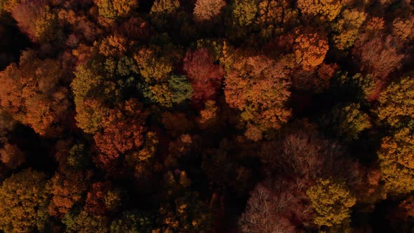 Drone Aerial View Autumn Season Trees Birds Eye View Canopy Colours
