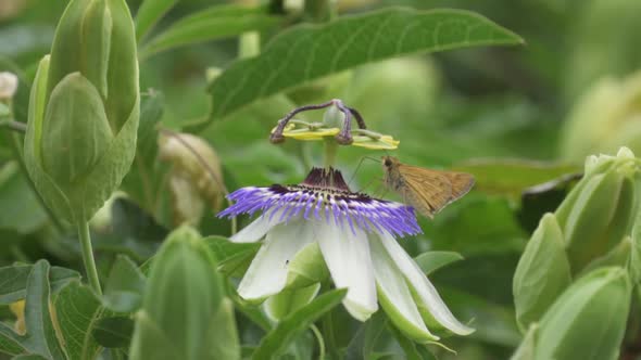 Close up of a butterfly collecting nectar from a blue crown passion plower and a green cuckoo wasp f alt