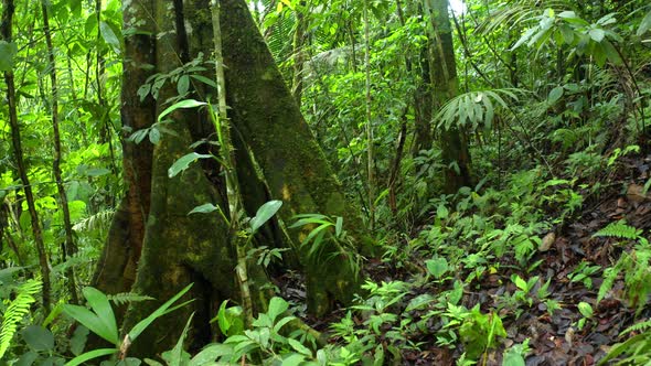 Nature background, moving through a healthy tropical forest