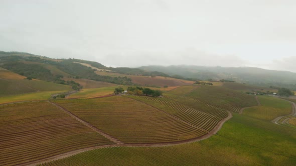 Aerial view of vineyard in northern California, United States. Drone flies forward over winery in ma alt