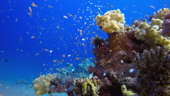 Beautiful Underwater World alt