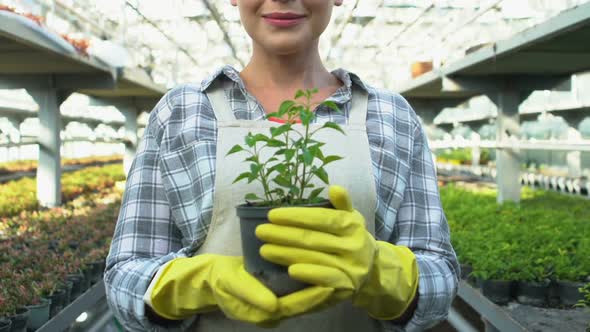 Smiling Woman in Gloves Showing Green Plant Pot, Agricultural Business, Ecology