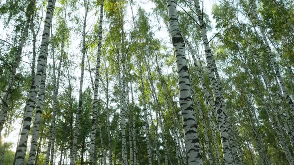 Low-angle Shot Of Birch Forest alt