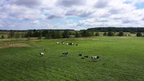 Herd of Cows Grazes on Lush Green Pasture Under Cloudy Sky