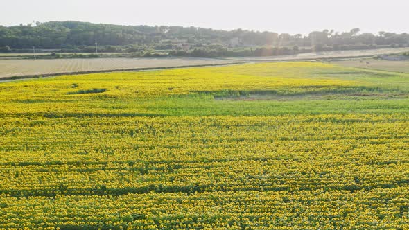 Sunflower season in Catalunya. Fields of flowers grow for miles across the countryside of Emporda Sp alt