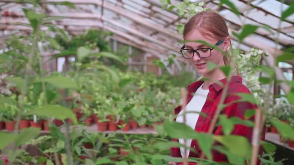 Young Girl Greenhouse Worker Carefully Checks Plants and Flowers for Parasites