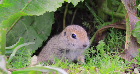 Mountain Caucasian Ground Squirrel or Elbrus Ground Squirrel Spermophilus Musicus alt