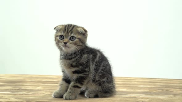 Kitten Licks His Paw and Meows . White Background alt
