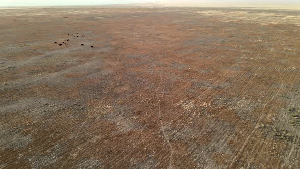 Wild Bison Running. Herd of Bisons Running on Steppes To River.  Hdr Slow Motion alt
