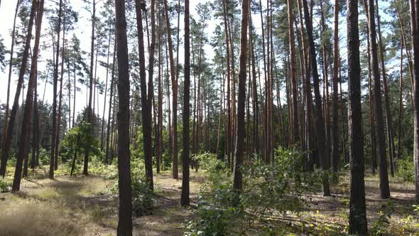 Trees in the Forest During the Day alt