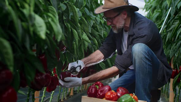 Mature Man Harvesting Pepper in Hothouse alt