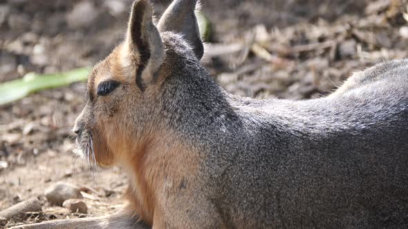 Portrait shot of tired Patagonian Mara Animal resting outdoors in sunlight,close up shot alt