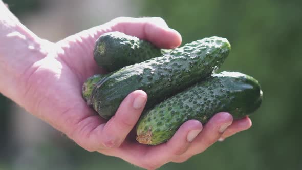 The Farmer Holds Fresh Cucumbers in His Hands