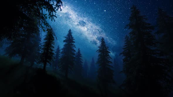 Sky full of Stars in a forest HD