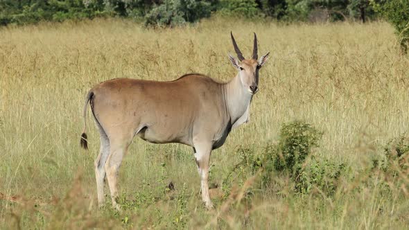 Eland Antelope In Natural Habitat - South Africa alt