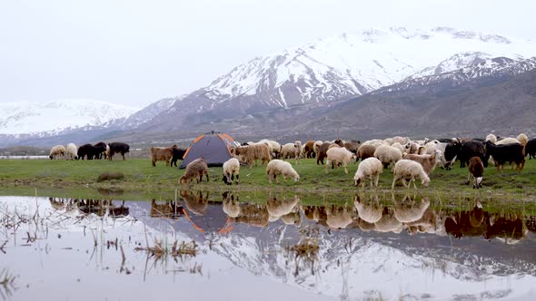 Sheep and Goats Grazing Around the Camping Tent alt