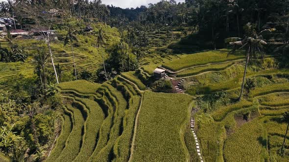 Aerial Rice Terraces On Bali