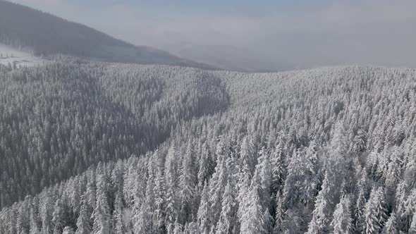 Aerial View of a Frozen Forest with Snow Covered Trees at Winter in Carpathian Mountains