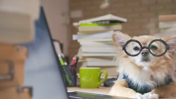 nerd chihuahua dog wearing glasses wearing working costume alt