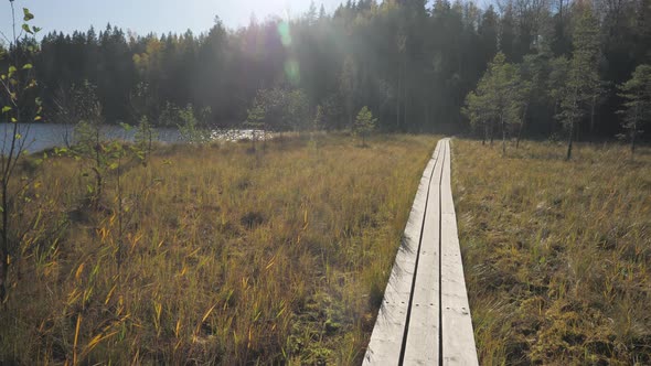 The Landscape View of the Bog Wetland in the Forest