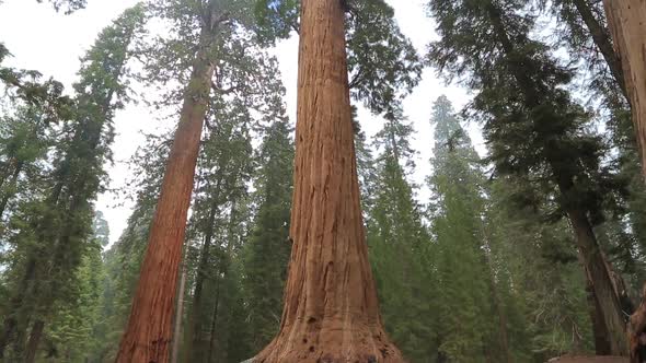 Sequoia Redwood Trees Slow Pan Up