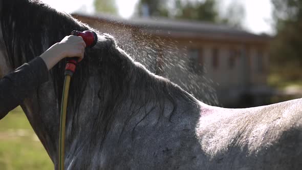 Female Hand Sprays Water at Grey Horse at Ranch alt