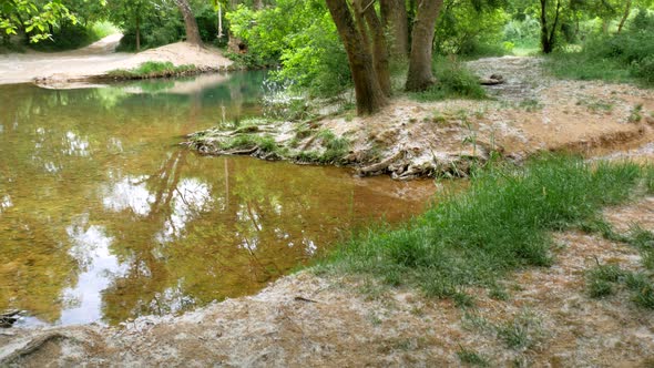 Fluff of Poplar Tree and River