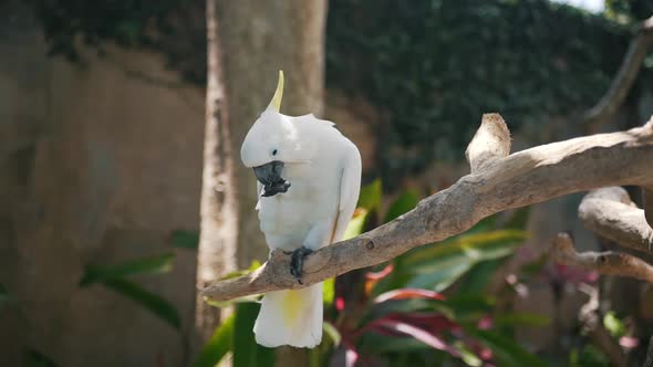 a Large Parrot Sits on a Branch