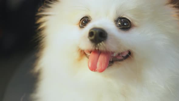 cute lovely white color pomeranian little lap dog animal best friend of human alt