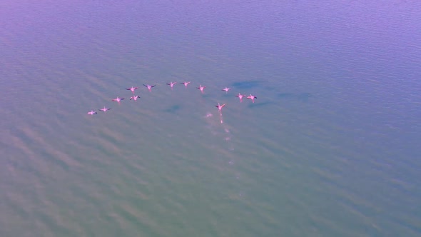 Flock of Pink flamingos flying over river estuary. Goksu river delta, Turkey alt