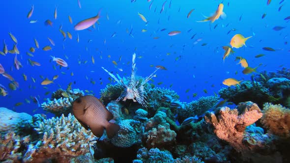 Red Sea Lion-fish alt