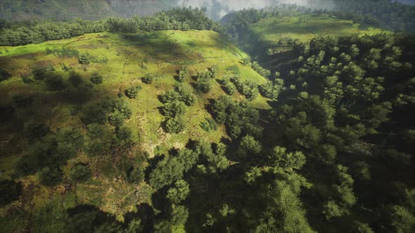 Tropical Forest in Morning View of Highland Malaysia alt
