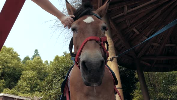 Closeup View of Female Hand Caressing Muzzle of a Horse alt