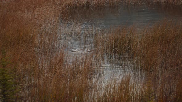 Duck diving in pond with tall yellow grass alt