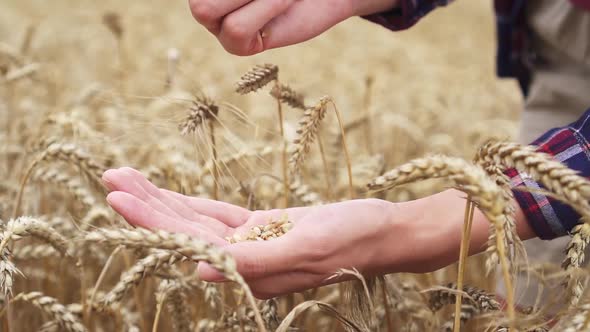 Harvest Time. Wheat Grains Are Falling From Hand To Hand In A Wheat Field. Harvested Wheat In Hands alt