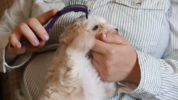 Pet Grooming  Woman Comb Hairs of Cute Puppy Dog