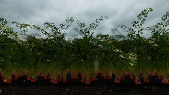 Young Carrot Plants With Rain Drops