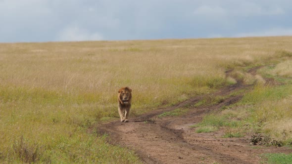 Male Lions on the rocks in Serengeti National Park Tanzania alt