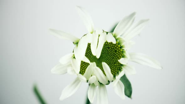 Camomile Flower Growing on White Background, Time Lapse, Monochrome