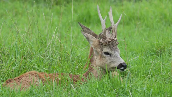 Fallow Deer Is Lying in Grass and Chewing Something. Dama Dama, Ruminant Mammal, alt