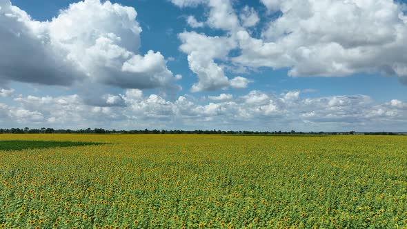Harvest of Sunflowers in Ukraine alt