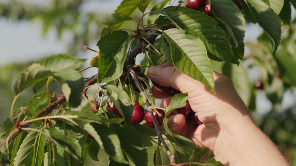 Female Hands Collect a Cherry Crop From a Tree Branch alt