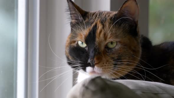A beautiful calico cat named Zelda sits perched on a couch where she normally watches birds but is alt