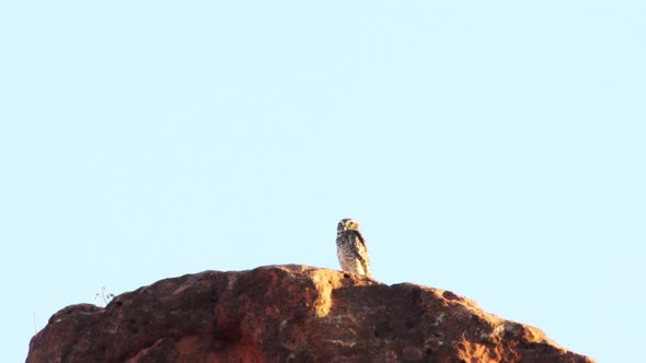 Owl on top of sandstone cliff in Caatinga, Brazil alt