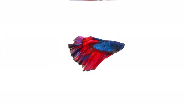 Siamese fighting fish (Betta splendens) alt