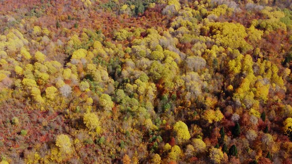 Autumn in the mountain forest. Autumn colors in forest aerial view. alt
