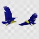 Ukraine Eagle - Flying Transition - VII - Two Birds - 4K - Alpha Channel - VideoHive Item for Sale
