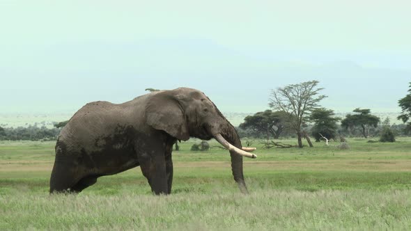 African Elephant (Loxodonta africana) lock shot of big bull  in the grasslands,Amboseli N.P., Kenya alt
