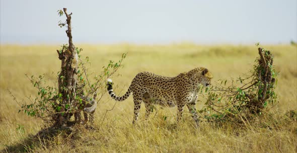 Cheetah and cubs in the savanna alt